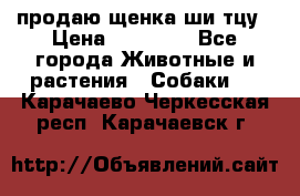 продаю щенка ши-тцу › Цена ­ 10 000 - Все города Животные и растения » Собаки   . Карачаево-Черкесская респ.,Карачаевск г.